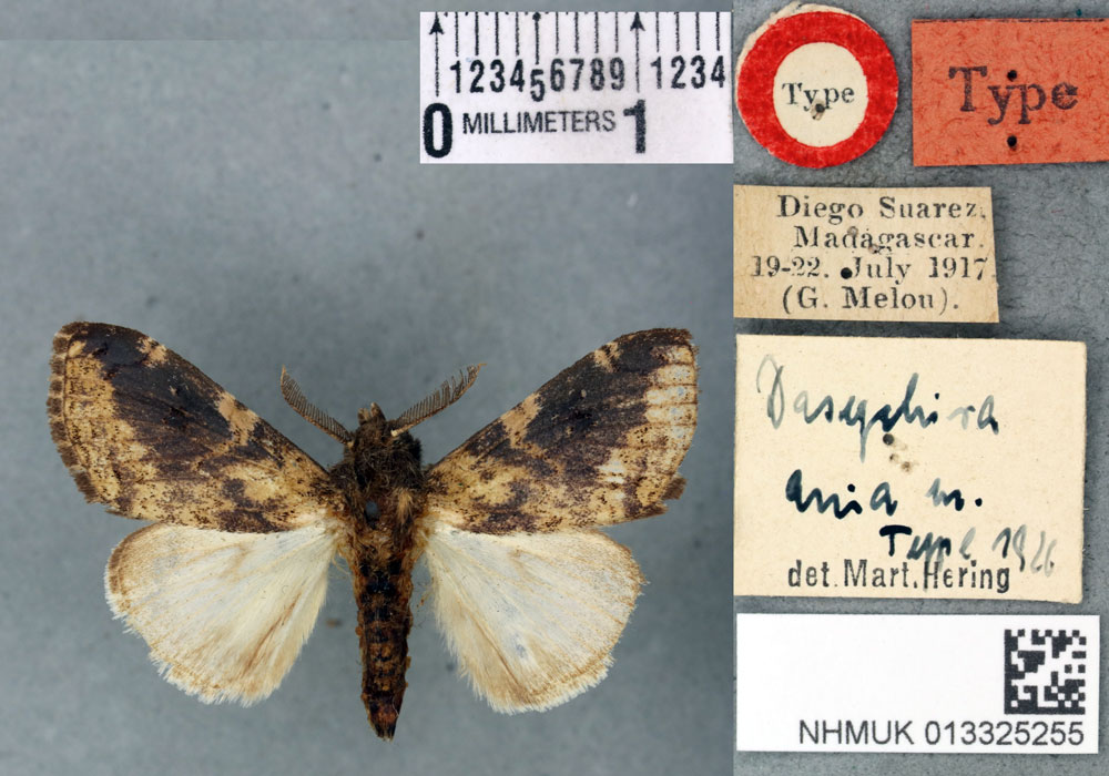 /filer/webapps/moths/media/images/A/ania_Dasychira_HT_BMNHa.jpg