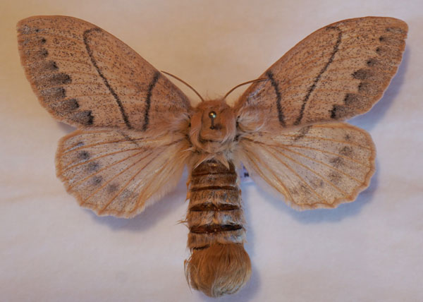 /filer/webapps/moths/media/images/A/aniera_Philotherma_AF_Stroehle.jpg