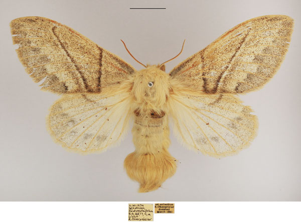 /filer/webapps/moths/media/images/A/aniera_Philotherma_AF_TMSA_L4903rZ.jpg