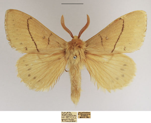 /filer/webapps/moths/media/images/A/aniera_Philotherma_AM_TMSA_94b8RjD.jpg