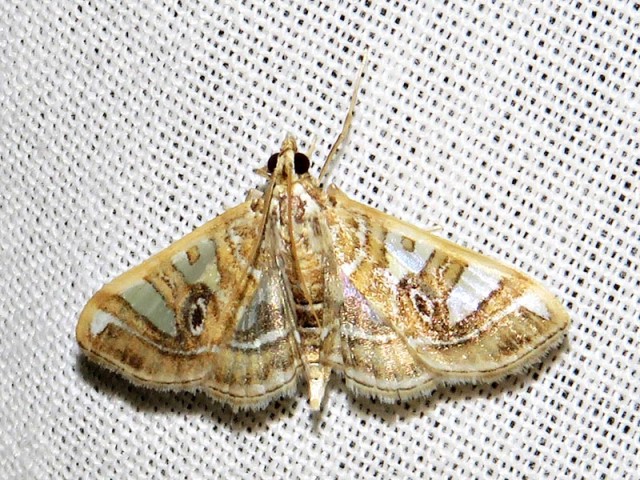 /filer/webapps/moths/media/images/A/aniferalis_Glyphodes_A_Braun.jpg