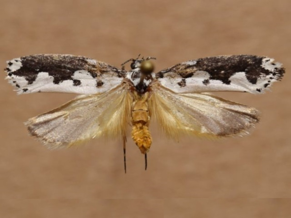 /filer/webapps/moths/media/images/A/anikini_Ethmia_A_Butler_01.jpg