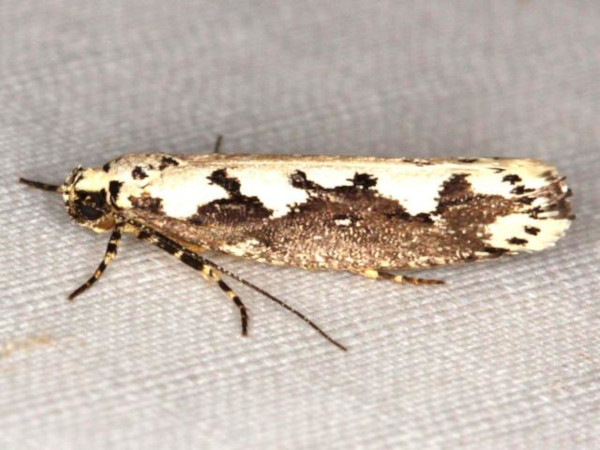 /filer/webapps/moths/media/images/A/anikini_Ethmia_A_Heyns_01.jpg