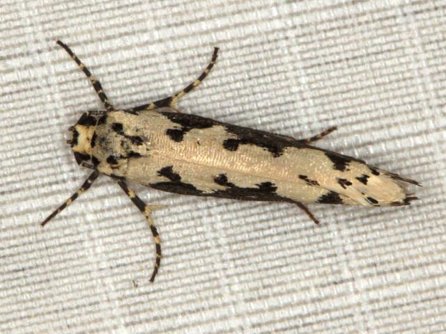 /filer/webapps/moths/media/images/A/anikini_Ethmia_A_Heyns_02.jpg