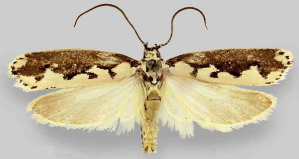 /filer/webapps/moths/media/images/A/anikini_Ethmia_PT_ZISP.jpg