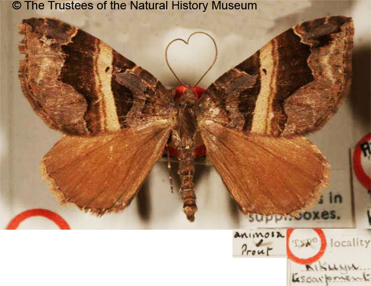 /filer/webapps/moths/media/images/A/animosa_Ecpetala_STF_BMNH.jpg