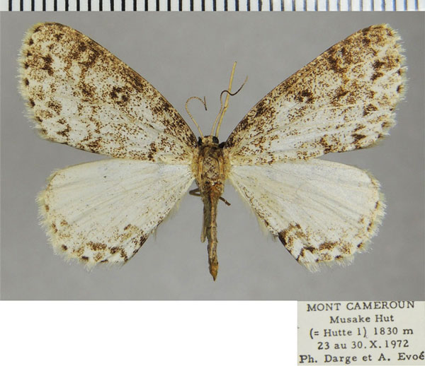 /filer/webapps/moths/media/images/A/anisa_Ectropis_AF_ZSM.jpg