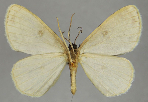 /filer/webapps/moths/media/images/A/anisa_Ectropis_AM_ZSMb.jpg