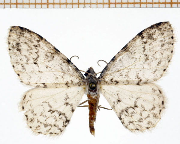 /filer/webapps/moths/media/images/A/anisa_Ectropis_A_DePrins.jpg