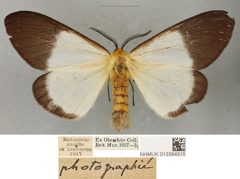 /filer/webapps/moths/media/images/A/anisobeana_Coenostegia_PLTF_BMNH_01.jpg