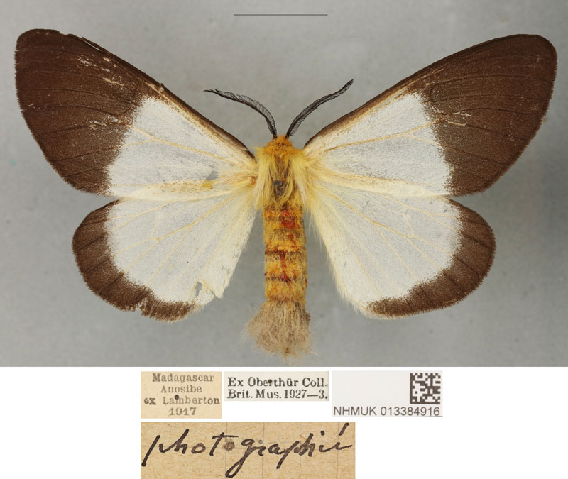 /filer/webapps/moths/media/images/A/anisobeana_Coenostegia_PLTF_BMNH_02.jpg