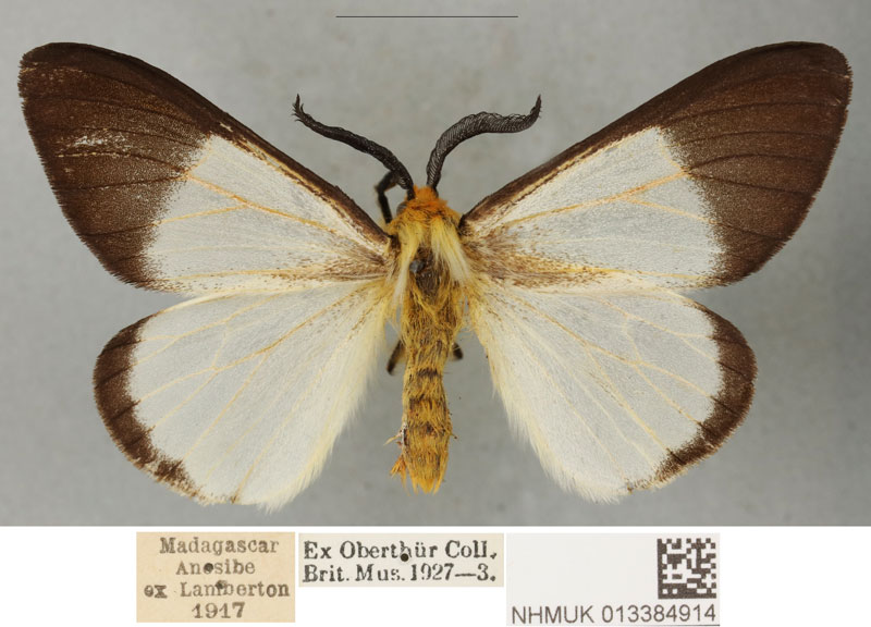 /filer/webapps/moths/media/images/A/anisobeana_Coenostegia_PLTM_BMNH.jpg