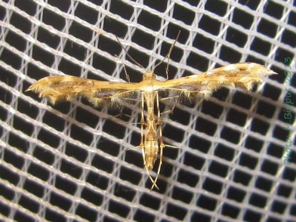 /filer/webapps/moths/media/images/A/anisodactylus_Sphenarches_A_Bippus.jpg