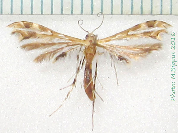 /filer/webapps/moths/media/images/A/anisodactylus_Sphenarches_A_Bippus_02.jpg