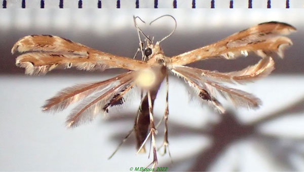 /filer/webapps/moths/media/images/A/anisodactylus_Sphenarches_A_Bippus_03.jpg