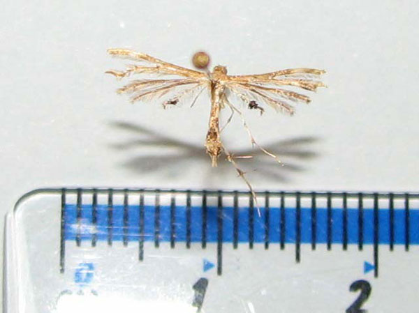 /filer/webapps/moths/media/images/A/anisodactylus_Sphenarches_A_Goff.jpg