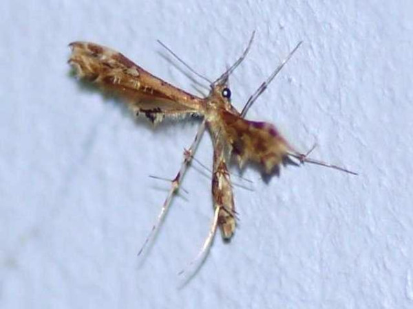 /filer/webapps/moths/media/images/A/anisodactylus_Sphenarches_A_Guyonnet.jpg
