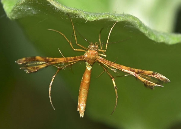 /filer/webapps/moths/media/images/A/anisodactylus_Sphenarches_A_Klimsa.jpg