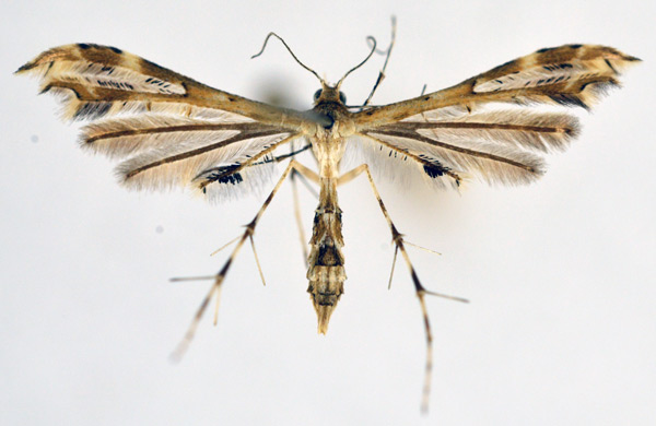 /filer/webapps/moths/media/images/A/anisodactylus_Sphenarches_A_NHMO_01.jpg