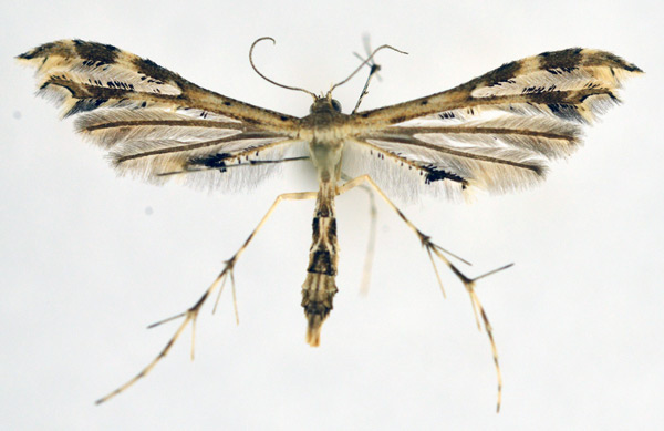 /filer/webapps/moths/media/images/A/anisodactylus_Sphenarches_A_NHMO_02.jpg