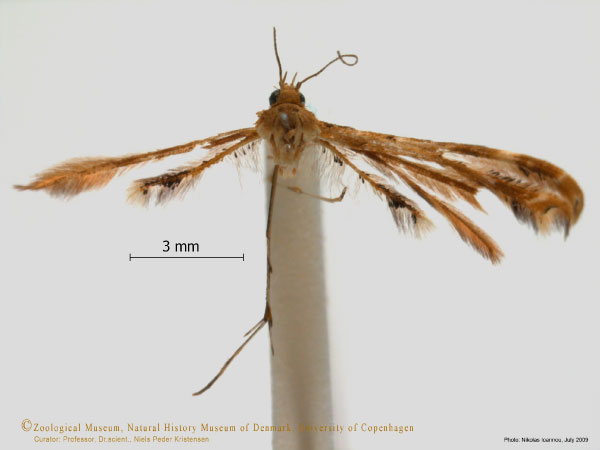 /filer/webapps/moths/media/images/A/anisodactylus_Sphenarches_A_ZMUC.jpg
