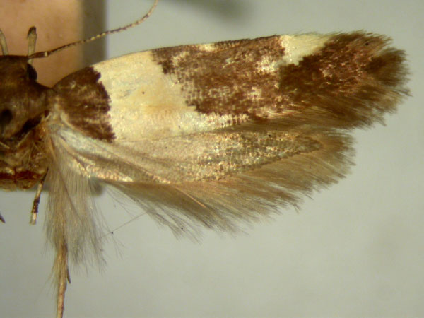 /filer/webapps/moths/media/images/A/anisodora_Macrobathra_HT750_TMSA_01.jpg