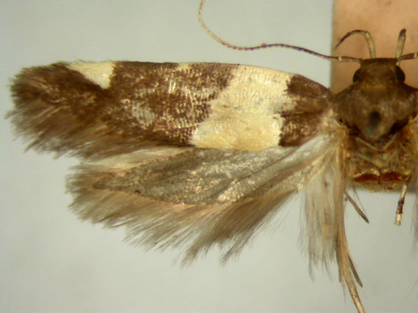 /filer/webapps/moths/media/images/A/anisodora_Macrobathra_HT750_TMSA_02.jpg