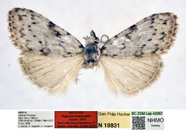 /filer/webapps/moths/media/images/A/anisographa_Meganola_HT_NHMO_PdPyTHk.jpg