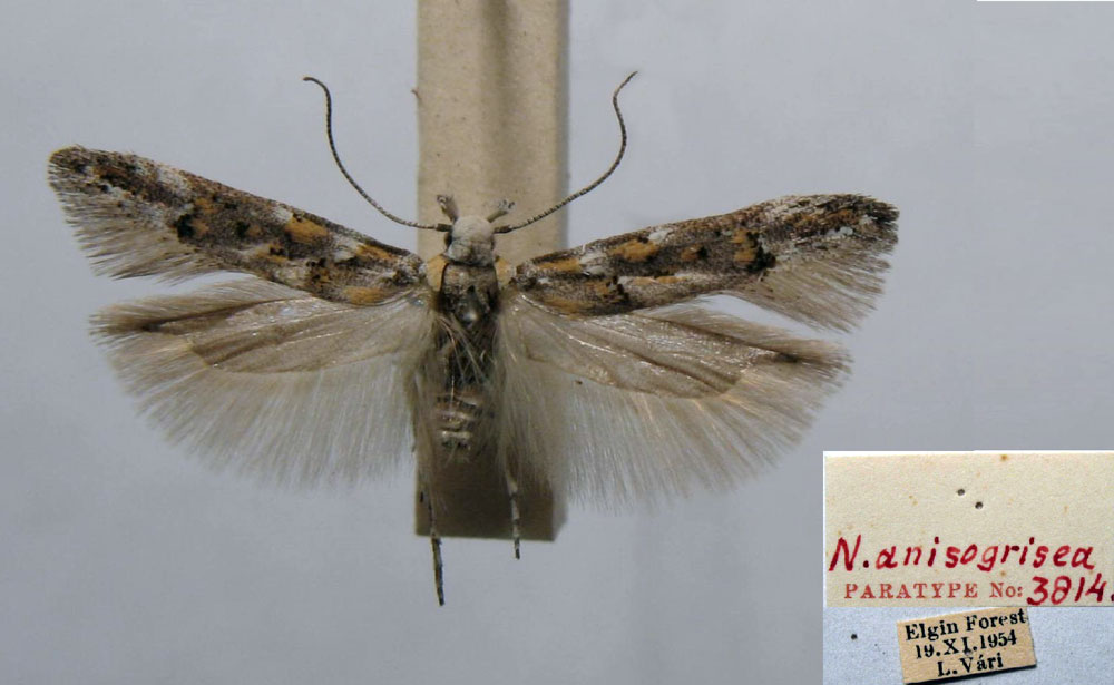 /filer/webapps/moths/media/images/A/anisogrisea_Neotelphusa_PT_TMSA.jpg