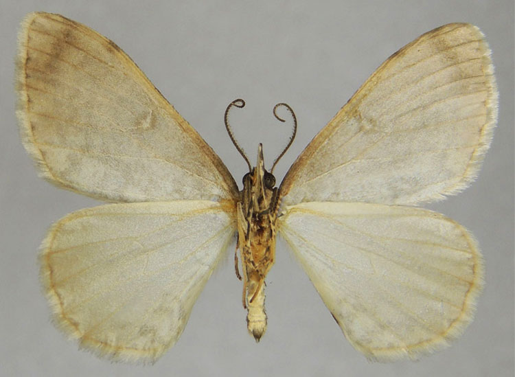 /filer/webapps/moths/media/images/A/anisoides_Ectropis_HT_ZSMb.jpg