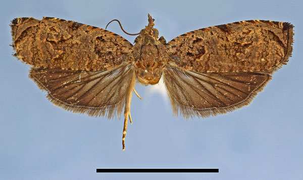 /filer/webapps/moths/media/images/A/anisorrhopa_Basigonia_AF_MRSN.jpg