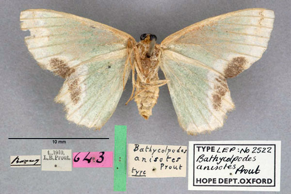 /filer/webapps/moths/media/images/A/anisotes_Bathycolpodes_HT_OUMNH_02.jpg