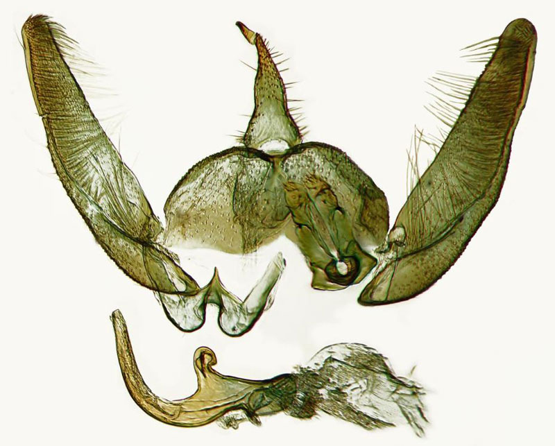 /filer/webapps/moths/media/images/A/anjuta_Platyptilia_GMHT_ZSM.jpg