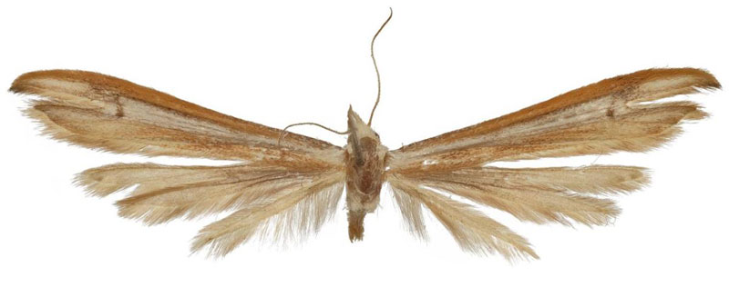 /filer/webapps/moths/media/images/A/anjuta_Platyptilia_HT_ZSM.jpg