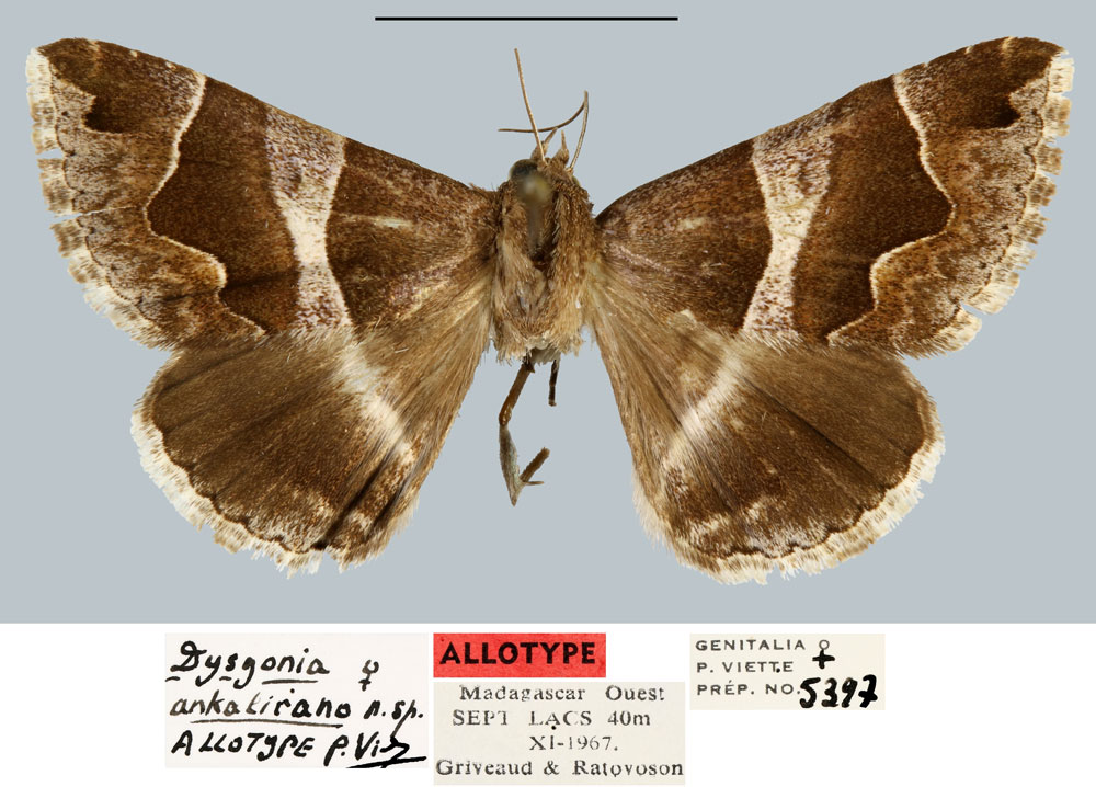 /filer/webapps/moths/media/images/A/ankalirano_Dysgonia_AT_MNHN.jpg