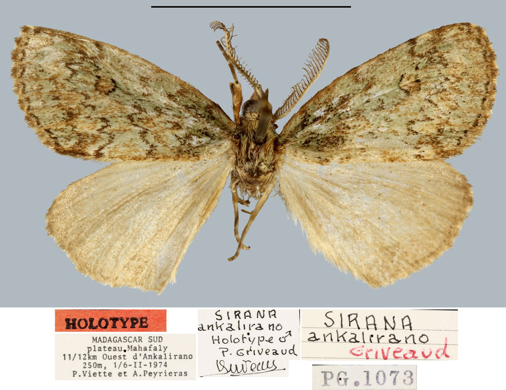 /filer/webapps/moths/media/images/A/ankalirano_Sirana_HT_MNHN.jpg