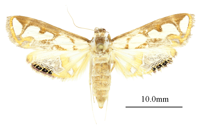 /filer/webapps/moths/media/images/A/ankarampotsyalis_Orphnophanes_AF_ANHRTa.JPG