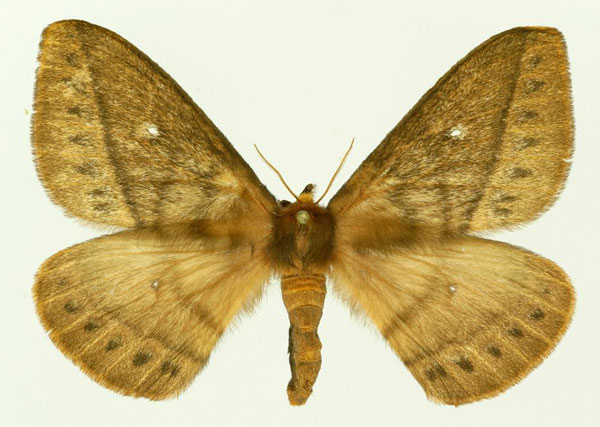/filer/webapps/moths/media/images/A/ankaratra_Maltagorea_AF_Basquin.jpg