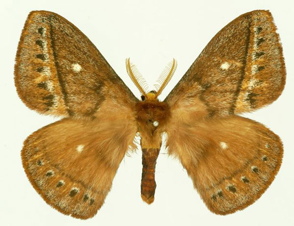 /filer/webapps/moths/media/images/A/ankaratra_Maltagorea_AM_Basquin_02.jpg