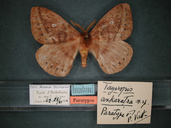 /filer/webapps/moths/media/images/A/ankaratra_Maltagorea_PT_RMCA_01.jpg