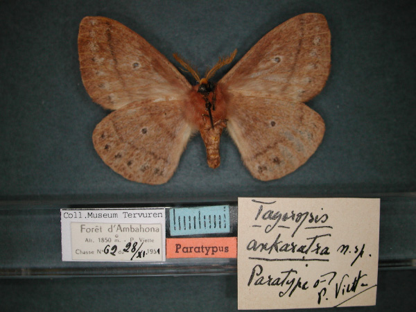 /filer/webapps/moths/media/images/A/ankaratra_Maltagorea_PT_RMCA_02.jpg