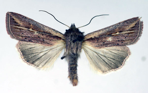 /filer/webapps/moths/media/images/A/ankaratra_Mythimna_AF_Aulombard.jpg