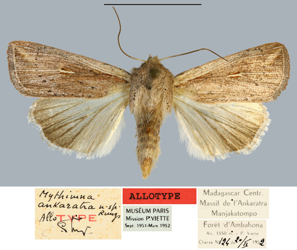 /filer/webapps/moths/media/images/A/ankaratra_Mythimna_AT_MNHN.jpg