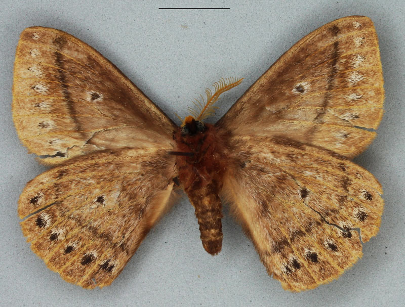 /filer/webapps/moths/media/images/A/ankaratra_Tagoropsis_PTM_BMNHb.jpg