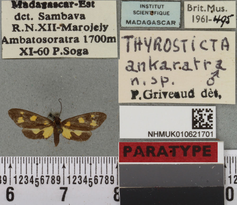 /filer/webapps/moths/media/images/A/ankaratra_Thyrosticta_PTM_BMNHa.jpg