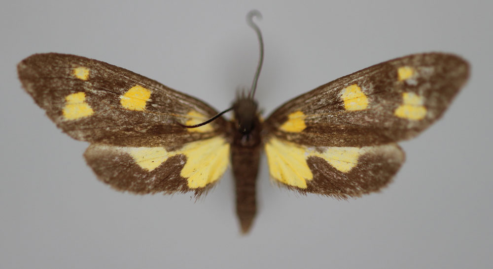 /filer/webapps/moths/media/images/A/ankaratra_Thyrosticta_PT_BMNH.jpg