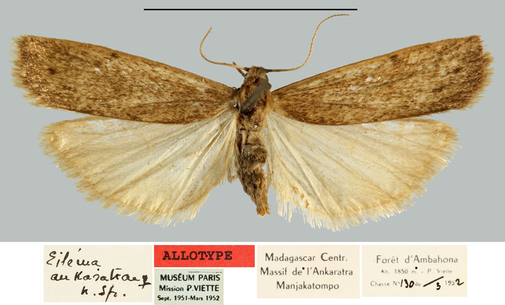 /filer/webapps/moths/media/images/A/ankaratrae_Eilema_AT_MNHN.jpg