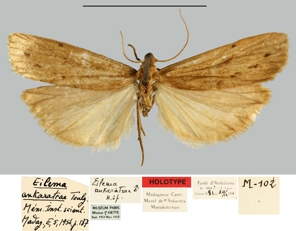 /filer/webapps/moths/media/images/A/ankaratrae_Eilema_HT_MNHN.jpg