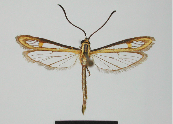 /filer/webapps/moths/media/images/A/ankaratralis_Malgasesia_HT_MNHN.jpg