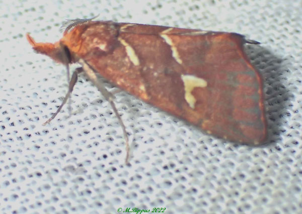 /filer/webapps/moths/media/images/A/ankasoka_Coelophoris_AM_Bippus.jpg